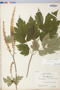 Actaea racemosa image