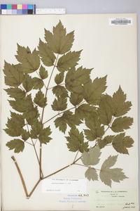 Actaea racemosa image