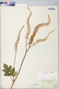 Actaea racemosa image