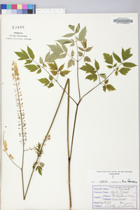 Actaea racemosa image