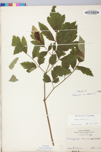 Actaea racemosa image