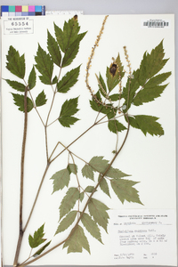 Actaea racemosa image