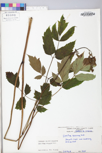 Actaea racemosa image