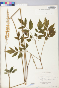 Actaea racemosa image