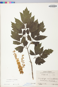 Actaea racemosa image