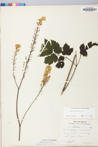 Actaea racemosa image