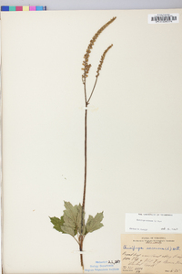 Actaea racemosa image