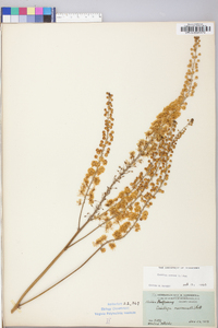 Actaea racemosa image