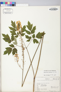 Actaea racemosa image