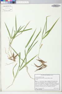 Panicum bicknellii image