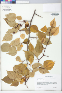 Pyrus calleryana image