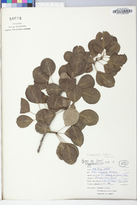 Pyrus elaeagnifolia image