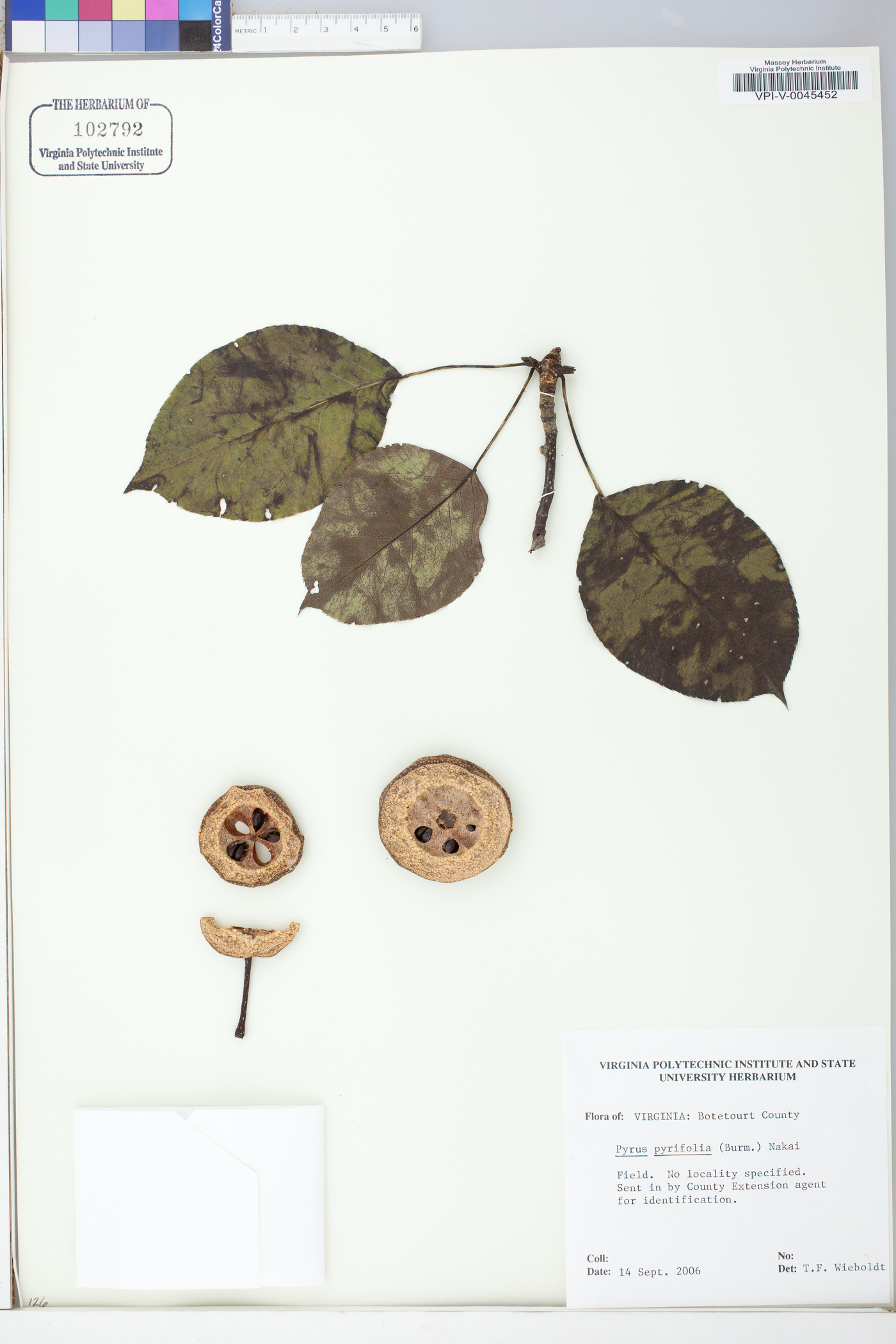 Pyrus pyrifolia image