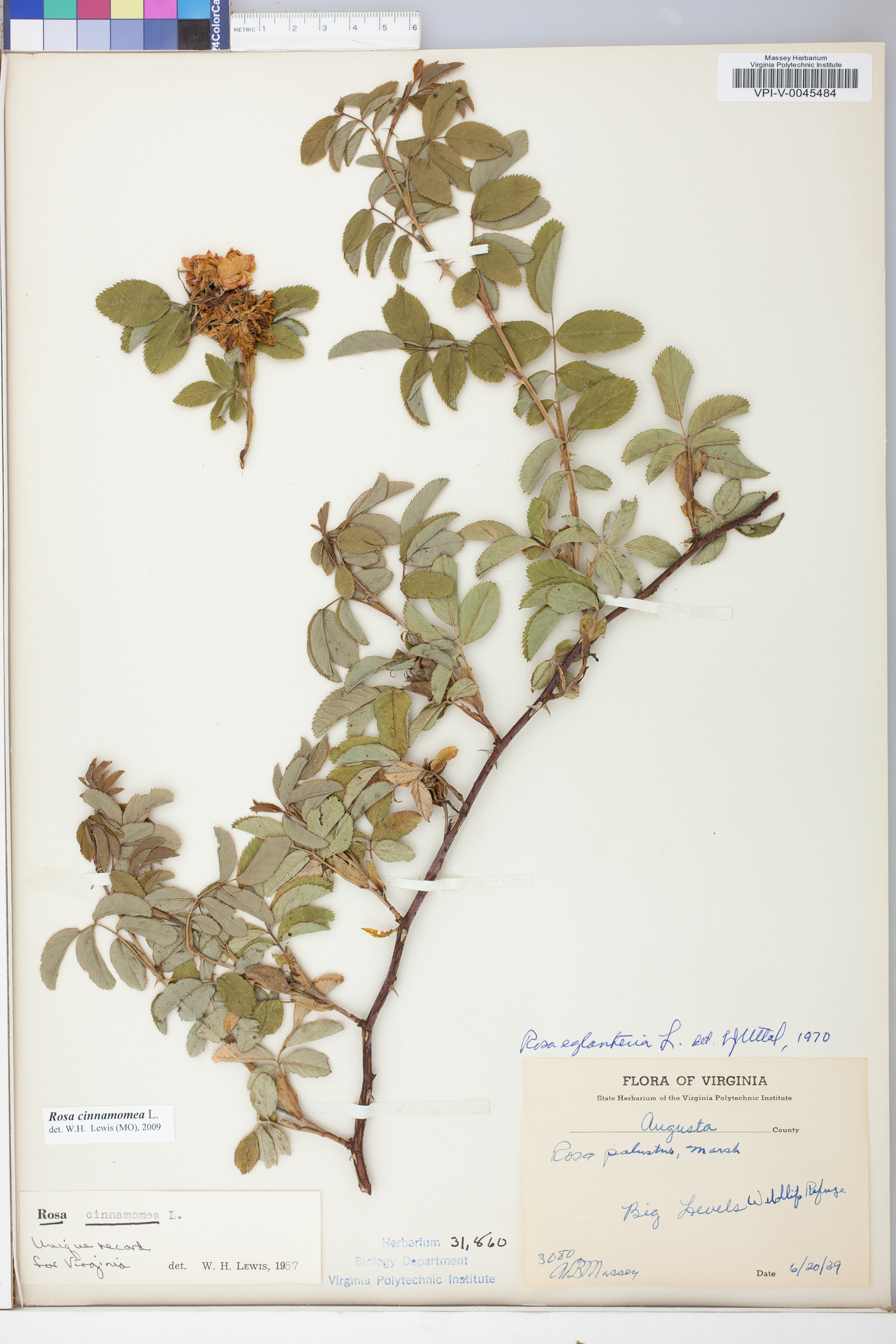 Rosa cinnamomea image