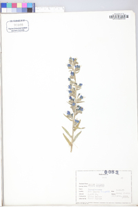 Echium vulgare image