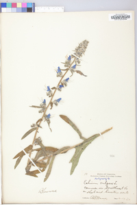 Echium vulgare image