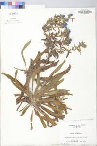 Echium vulgare image