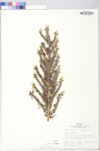 Echium vulgare image