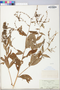 Hackelia virginiana image