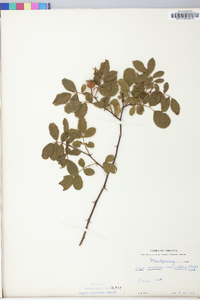 Rosa carolina subsp. carolina image