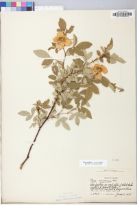 Rosa carolina subsp. carolina image