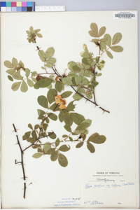 Rosa carolina subsp. carolina image