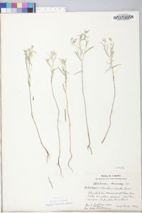 Heliotropium indicum image