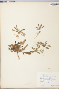 Buglossoides arvensis image