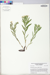 Lithospermum canescens image