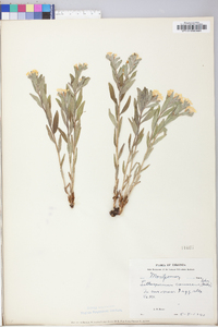 Lithospermum canescens image