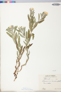 Lithospermum canescens image