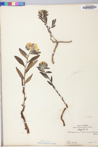 Lithospermum canescens image