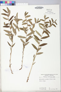 Lithospermum canescens image