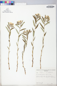 Lithospermum canescens image