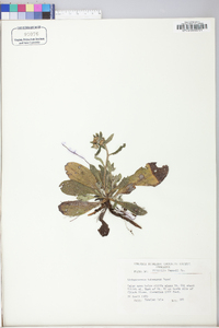 Lithospermum tuberosum image