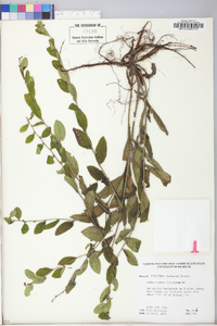 Lithospermum tuberosum image