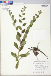 Lithospermum tuberosum image