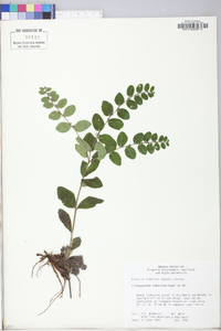 Lithospermum tuberosum image