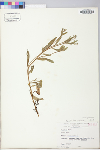 Myosotis laxa image