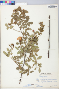 Rosa carolina subsp. carolina image