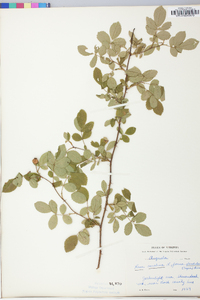 Rosa carolina subsp. carolina image