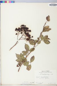 Rosa multiflora image