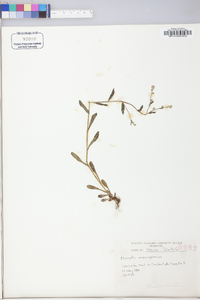 Myosotis macrosperma image