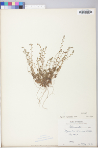 Myosotis macrosperma image