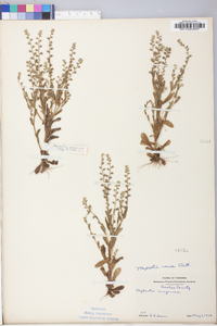 Myosotis verna image