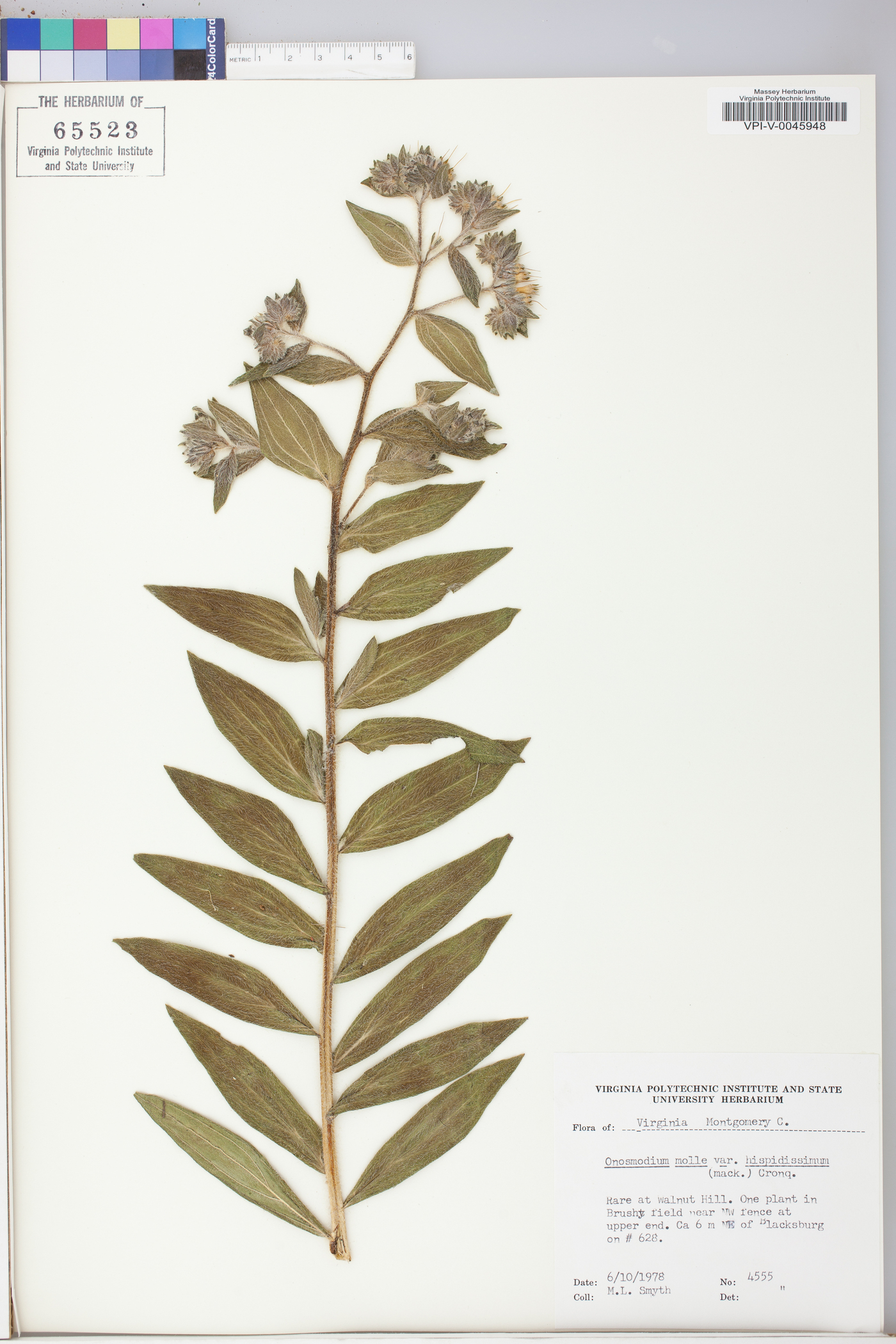 Onosmodium hispidissimum image