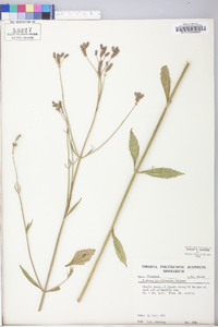 Verbena brasiliensis image