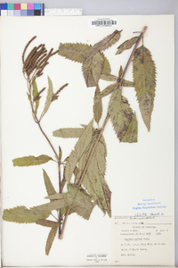 Verbena hastata image