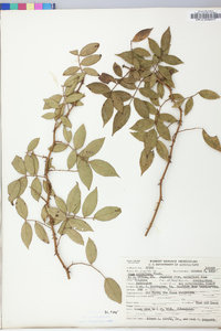 Rosa multiflora image