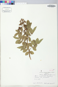 Rosa multiflora image